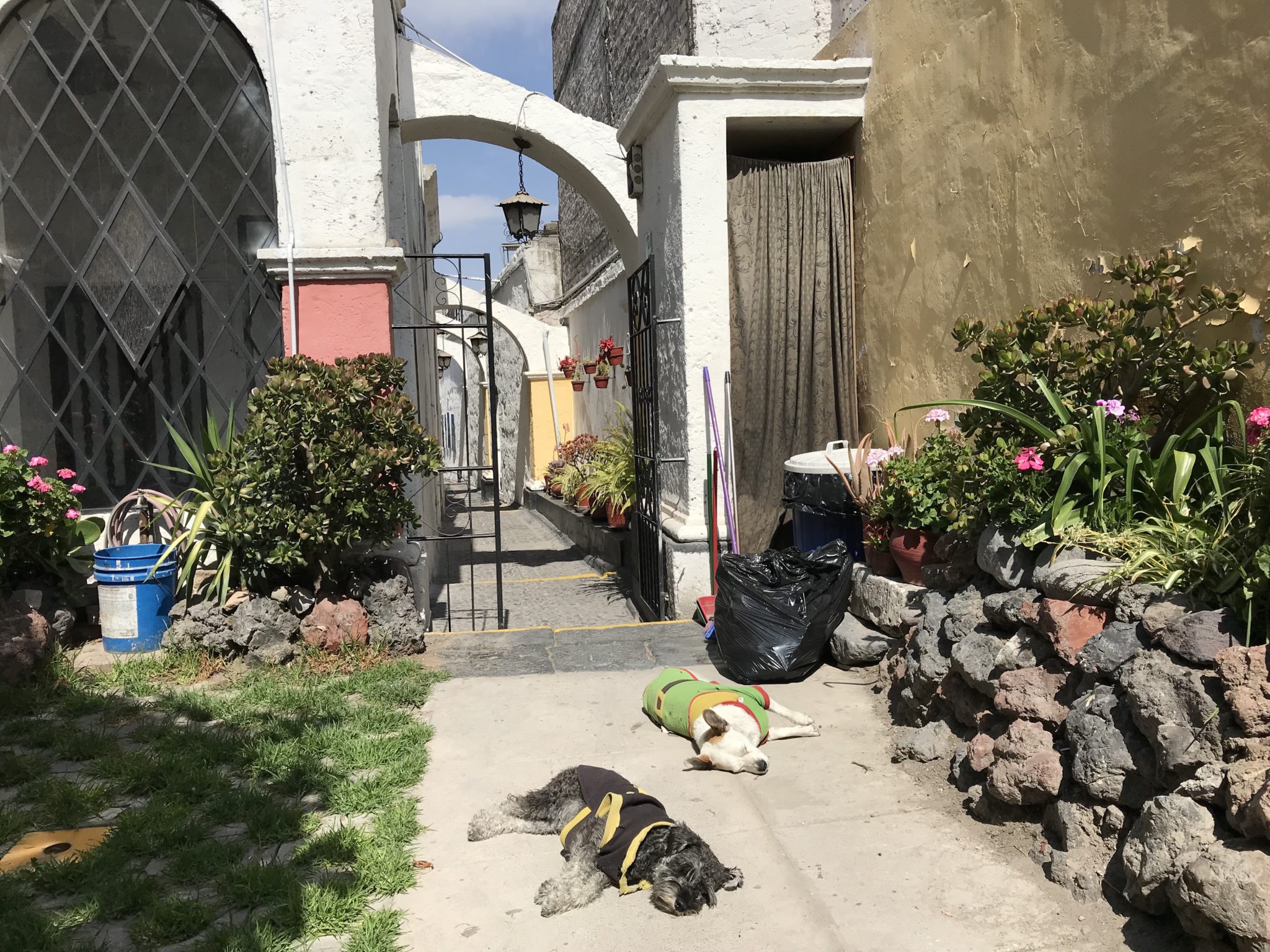 Hotel dogs on duty at Casa de Sillar, Arequipa, Peru