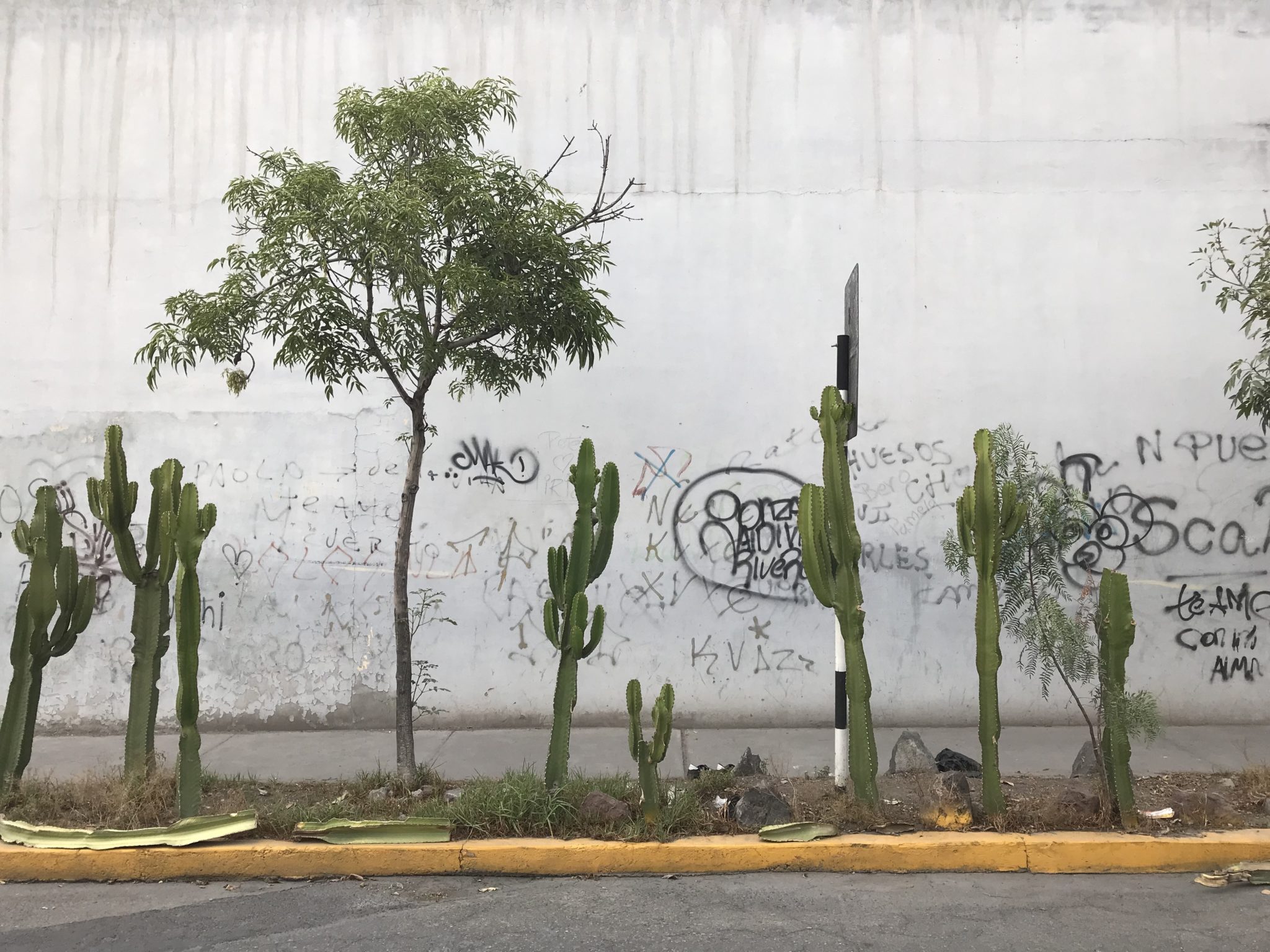 Cacti and graffiti, Arequipa, Peru