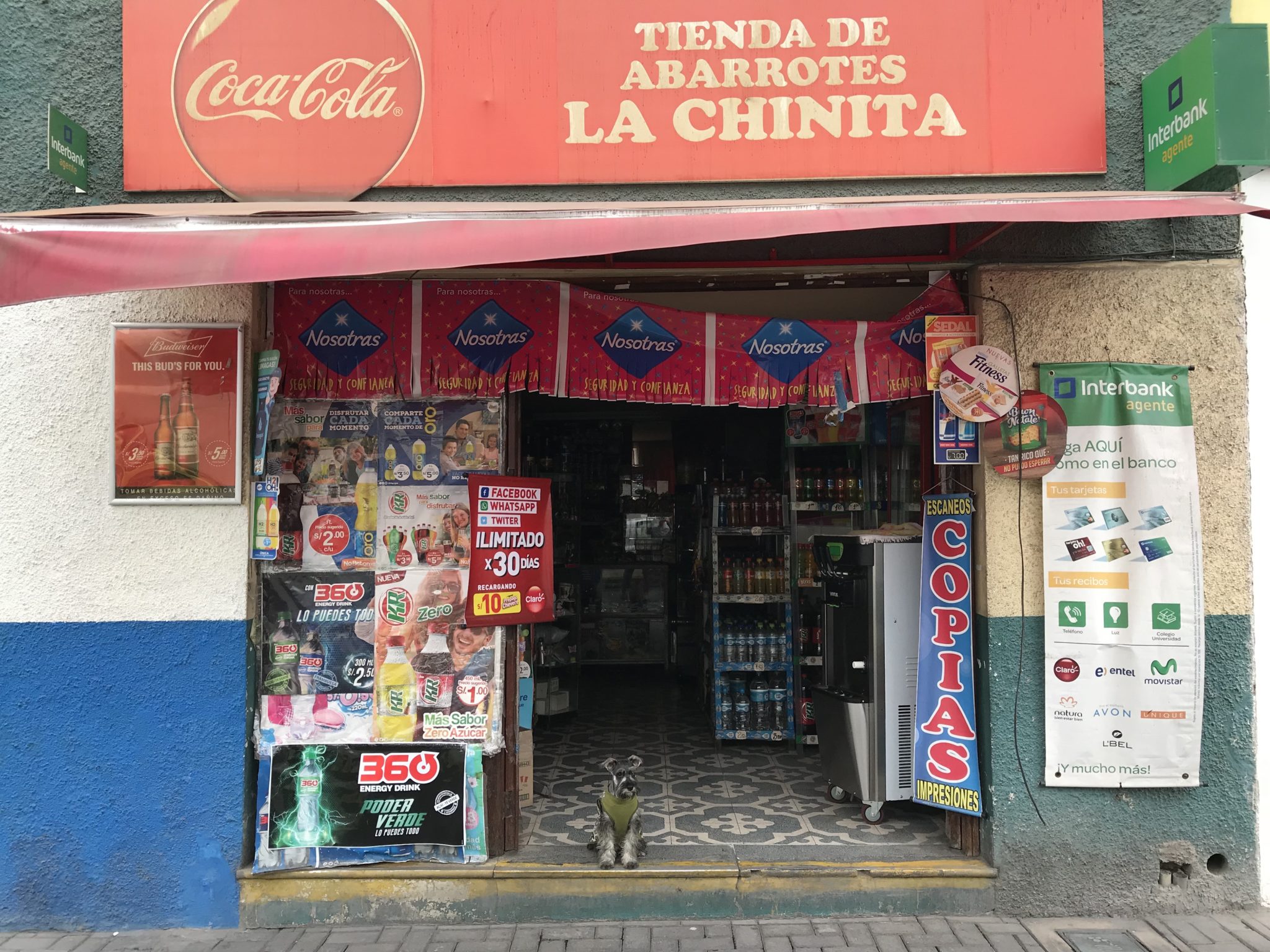 One of the city's many shop dogs, Arequipa, Peru