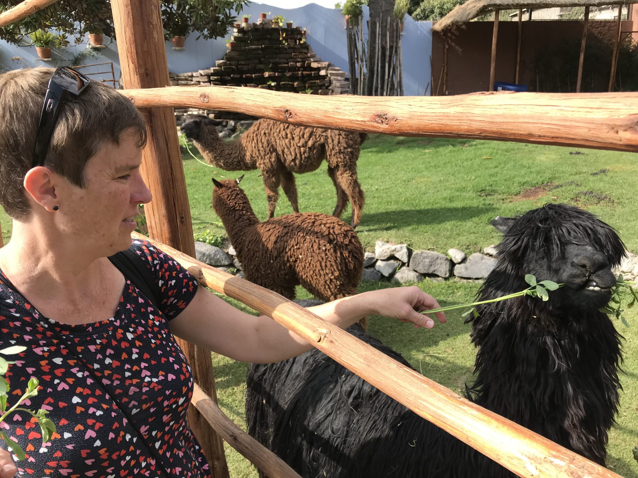 Leigh feeding the critters, Mundo Alpaca, Arequipa, Peru