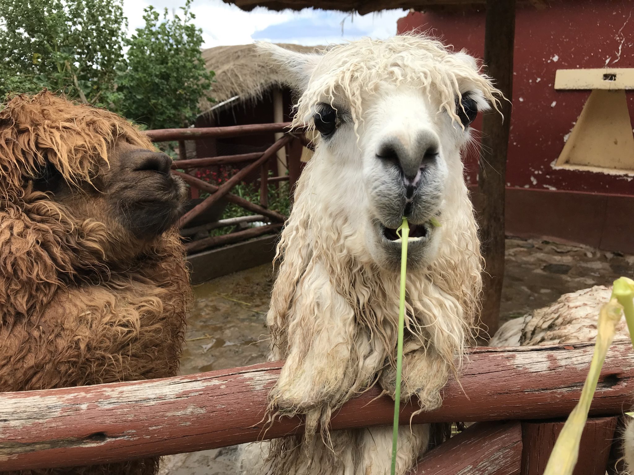 Nom, Sacred Valley of the Incas, Peru