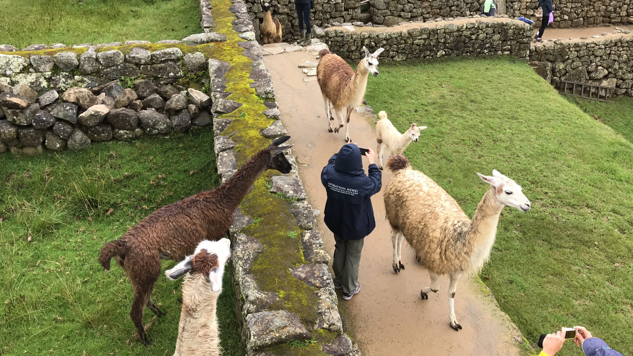 Alpacas have right of way, Machu Picchu, Peru