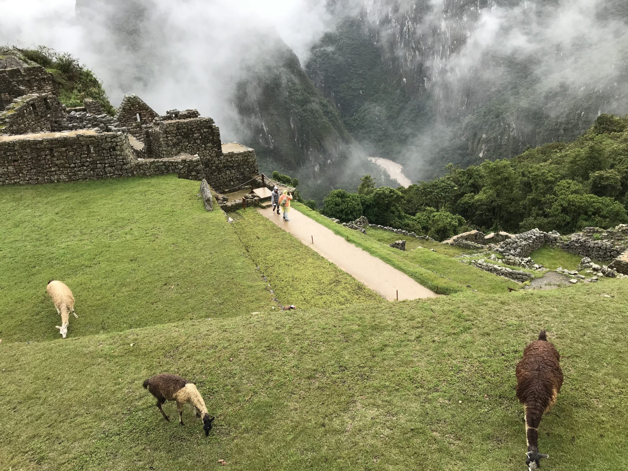 Grazing above the valley, Machu Picchu, Peru