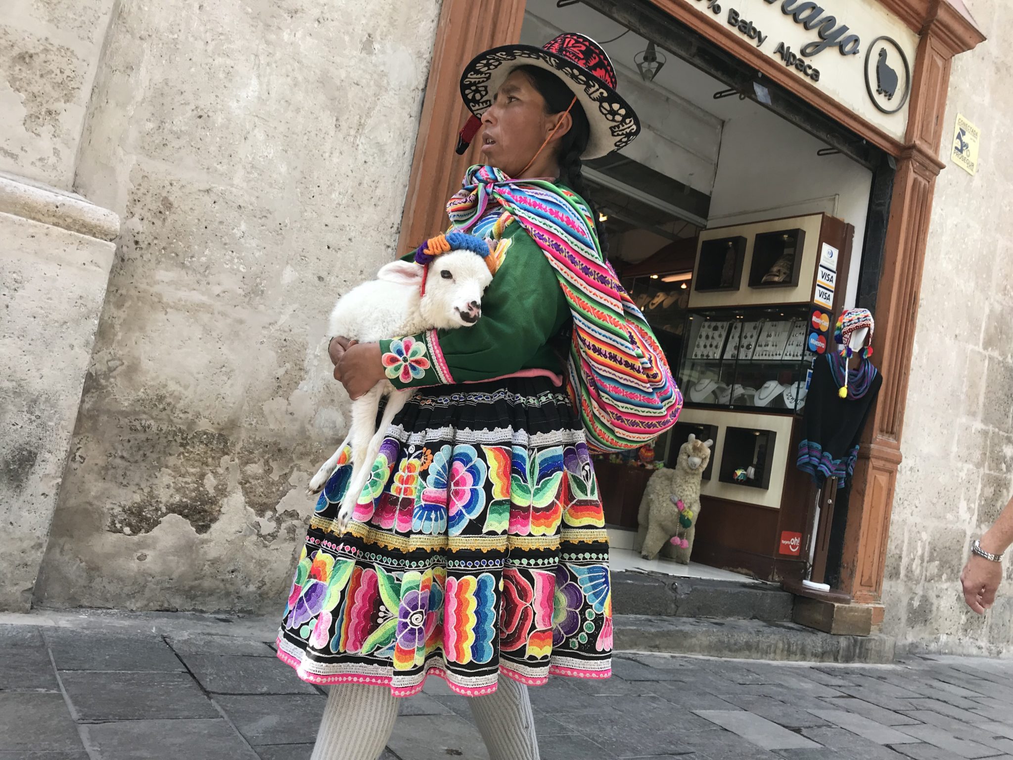 Baby alpaca, Arequipa, Peru